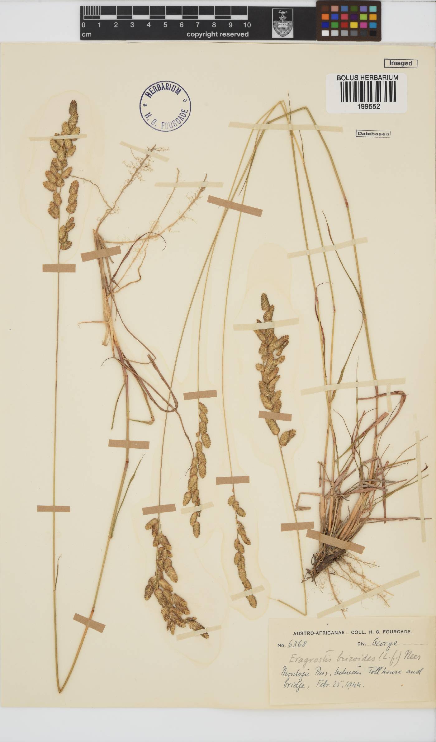 Eragrostis capensis image