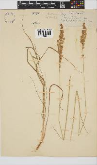 Eragrostis capensis image