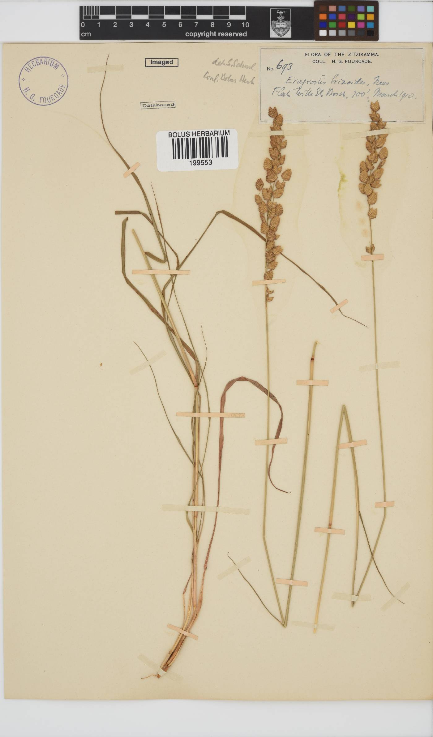 Eragrostis capensis image