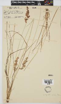 Eragrostis capensis image