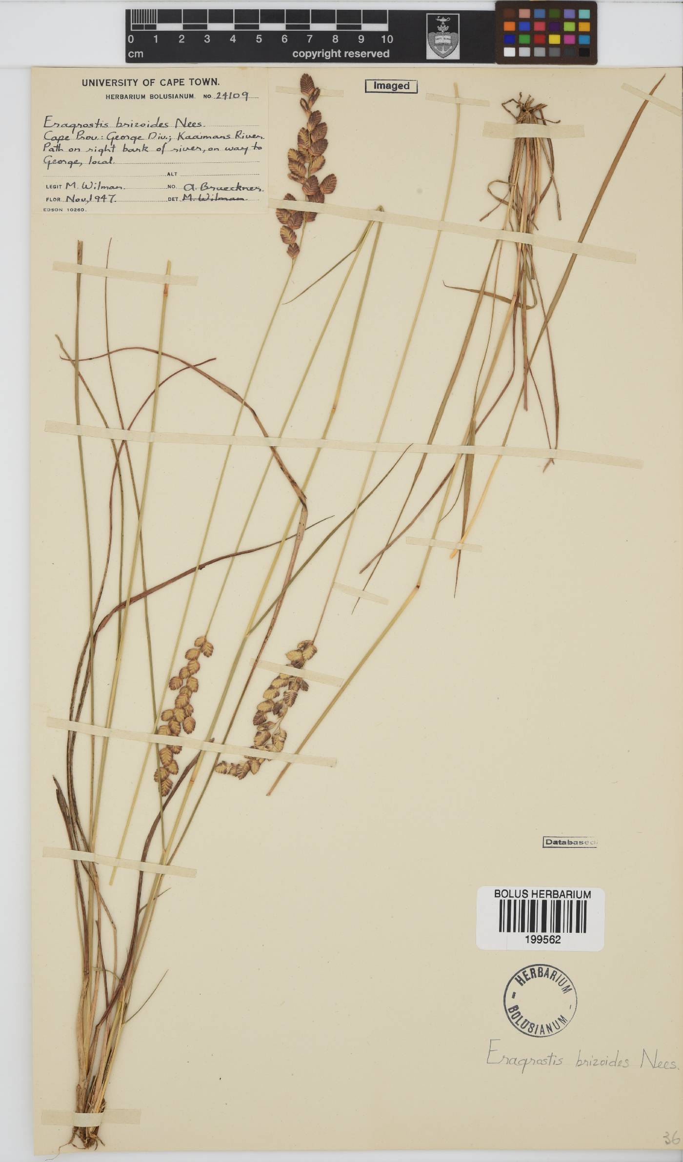 Eragrostis capensis image