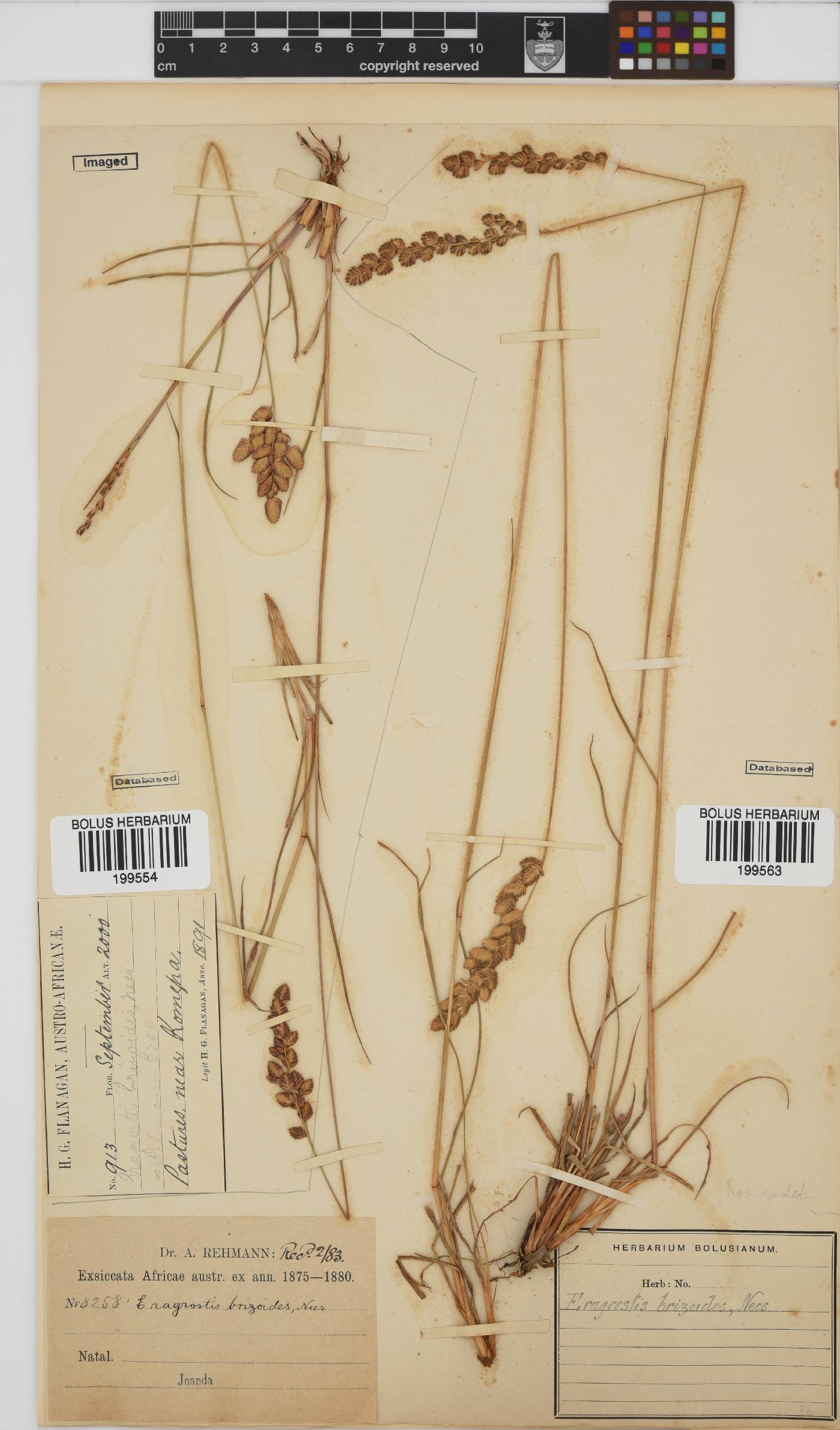 Eragrostis capensis image