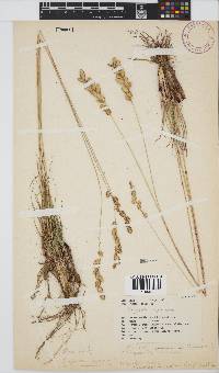 Eragrostis capensis image