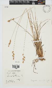 Eragrostis capensis image