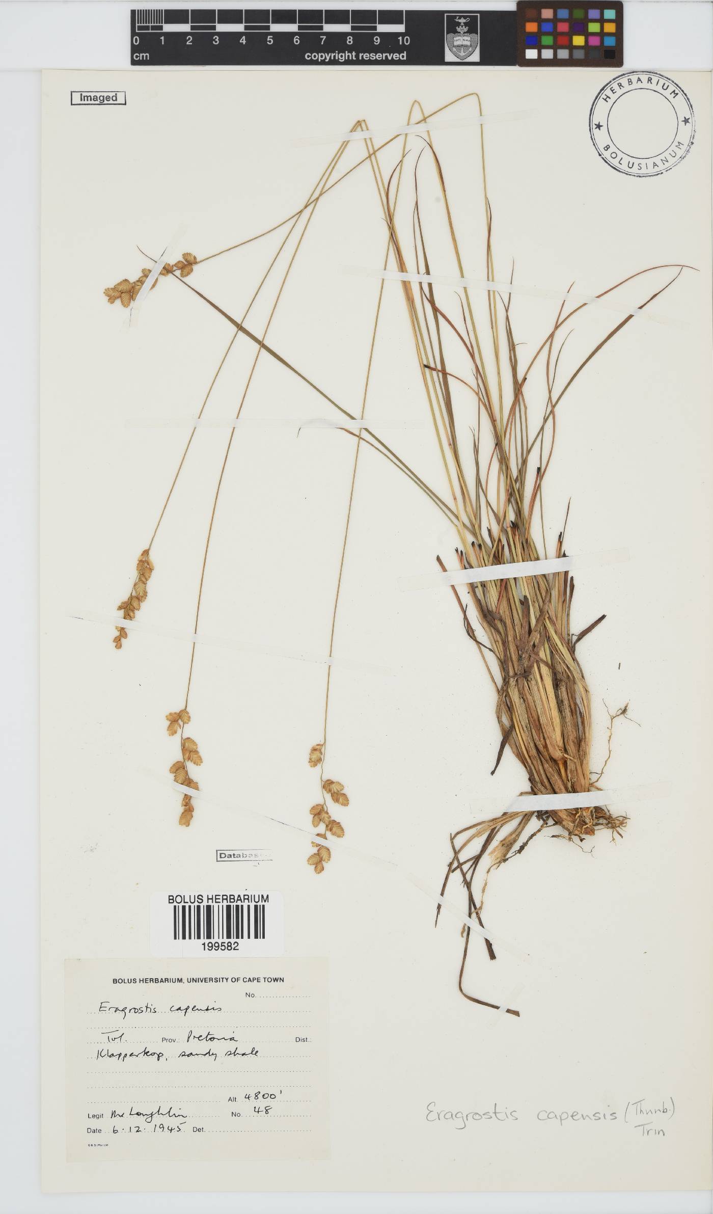 Eragrostis capensis image