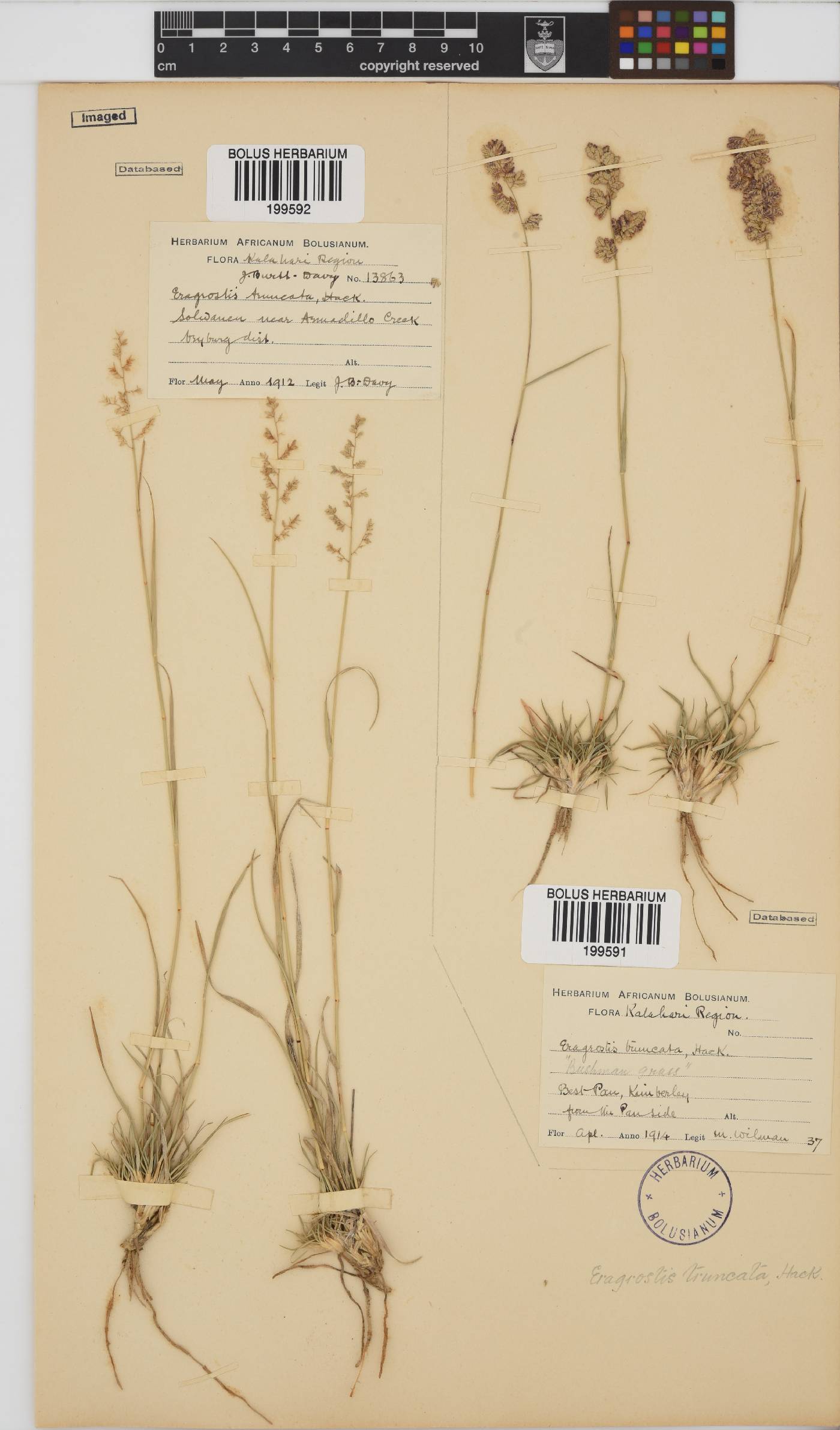 Eragrostis truncata image