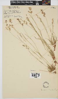 Eragrostis truncata image