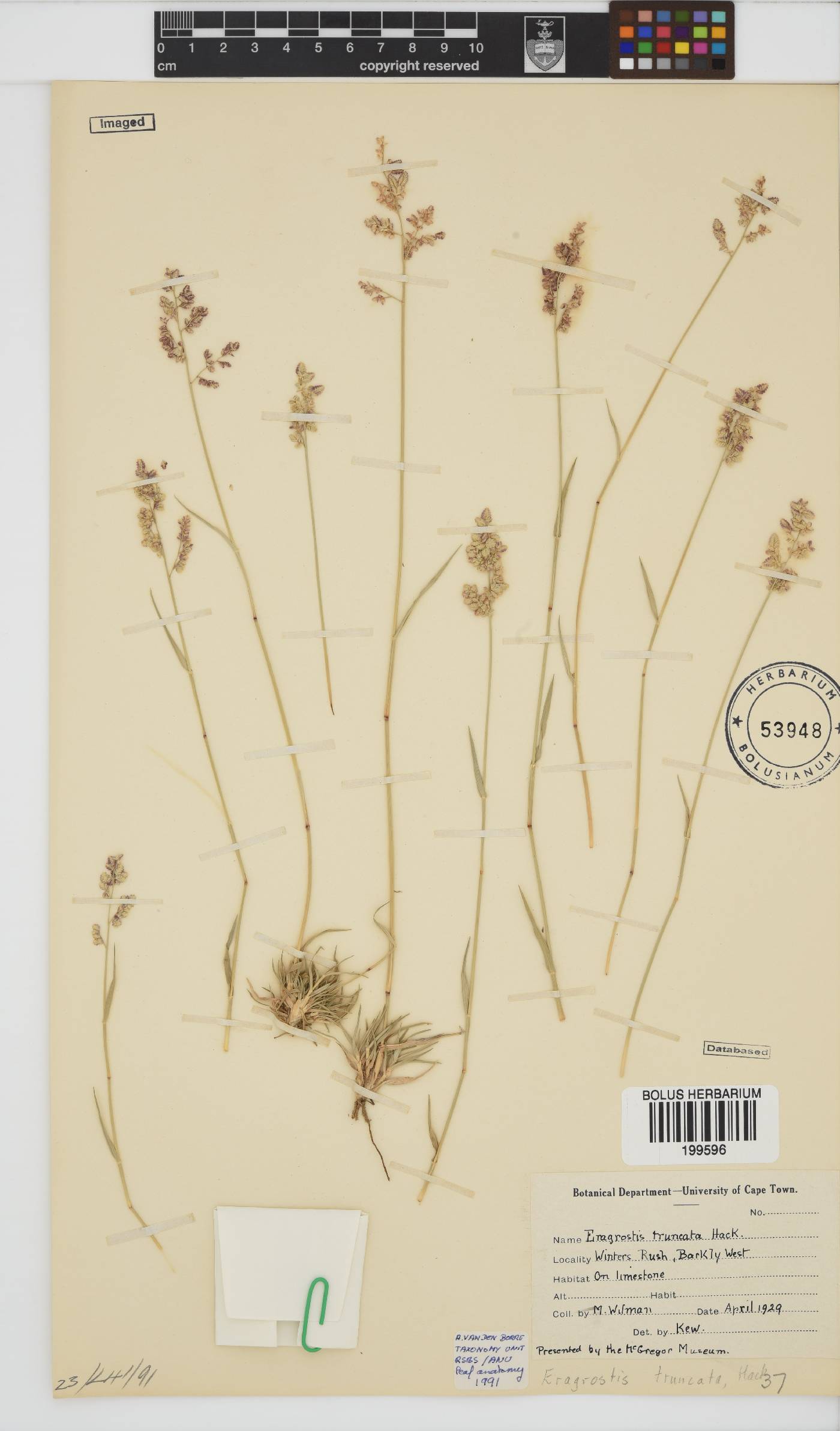 Eragrostis truncata image