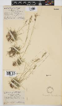 Eragrostis truncata image