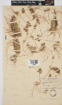 Eragrostis bergiana image