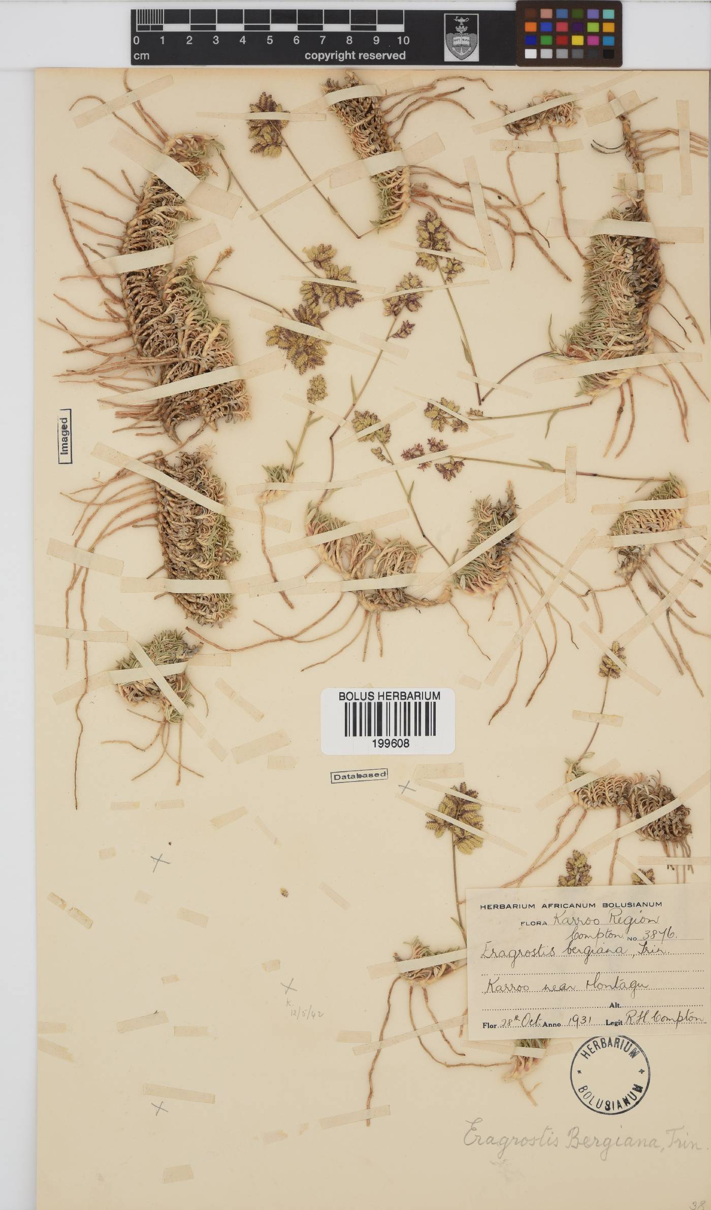 Eragrostis bergiana image