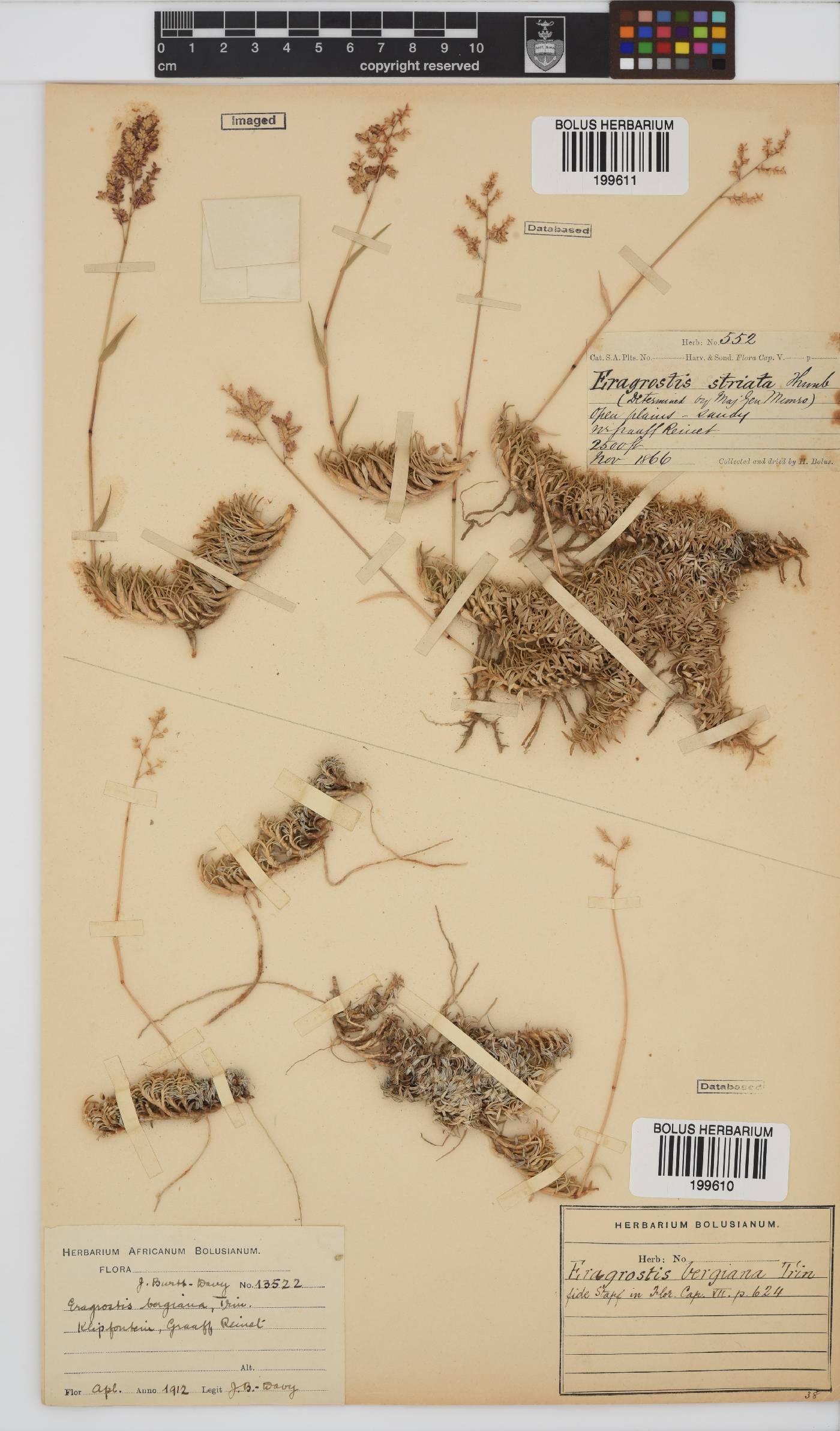 Eragrostis bergiana image