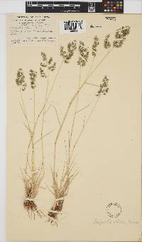 Eragrostis obtusa image