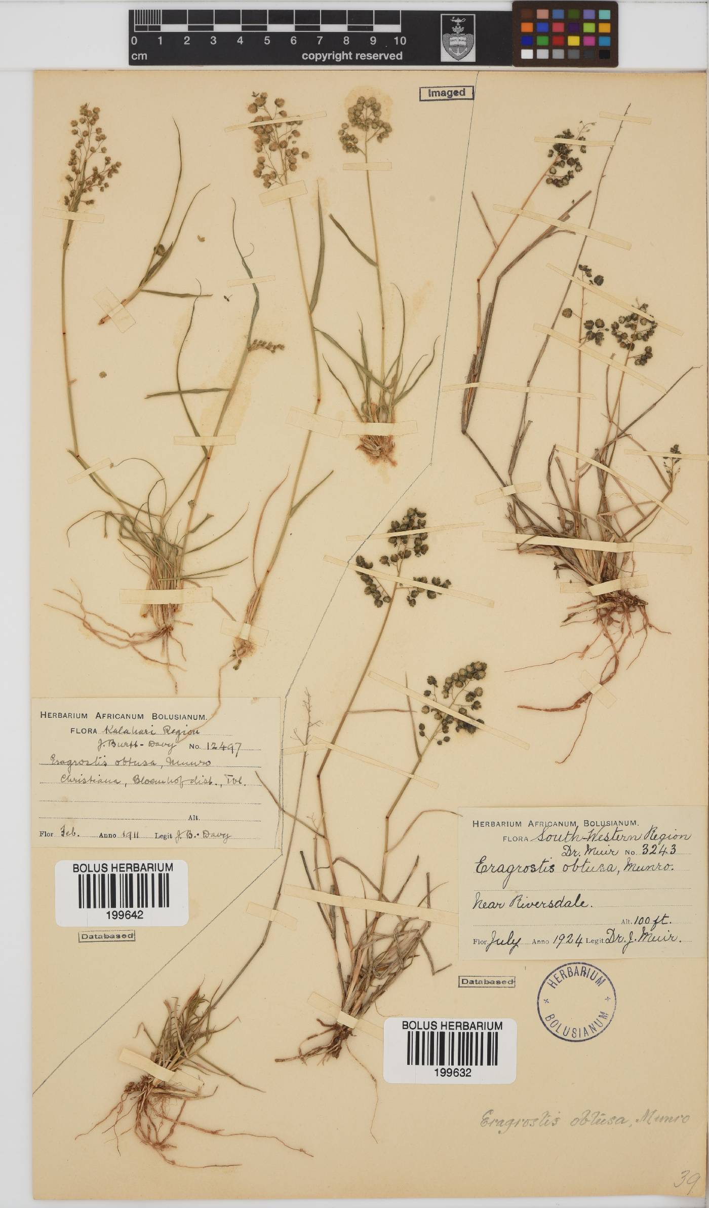 Eragrostis obtusa image