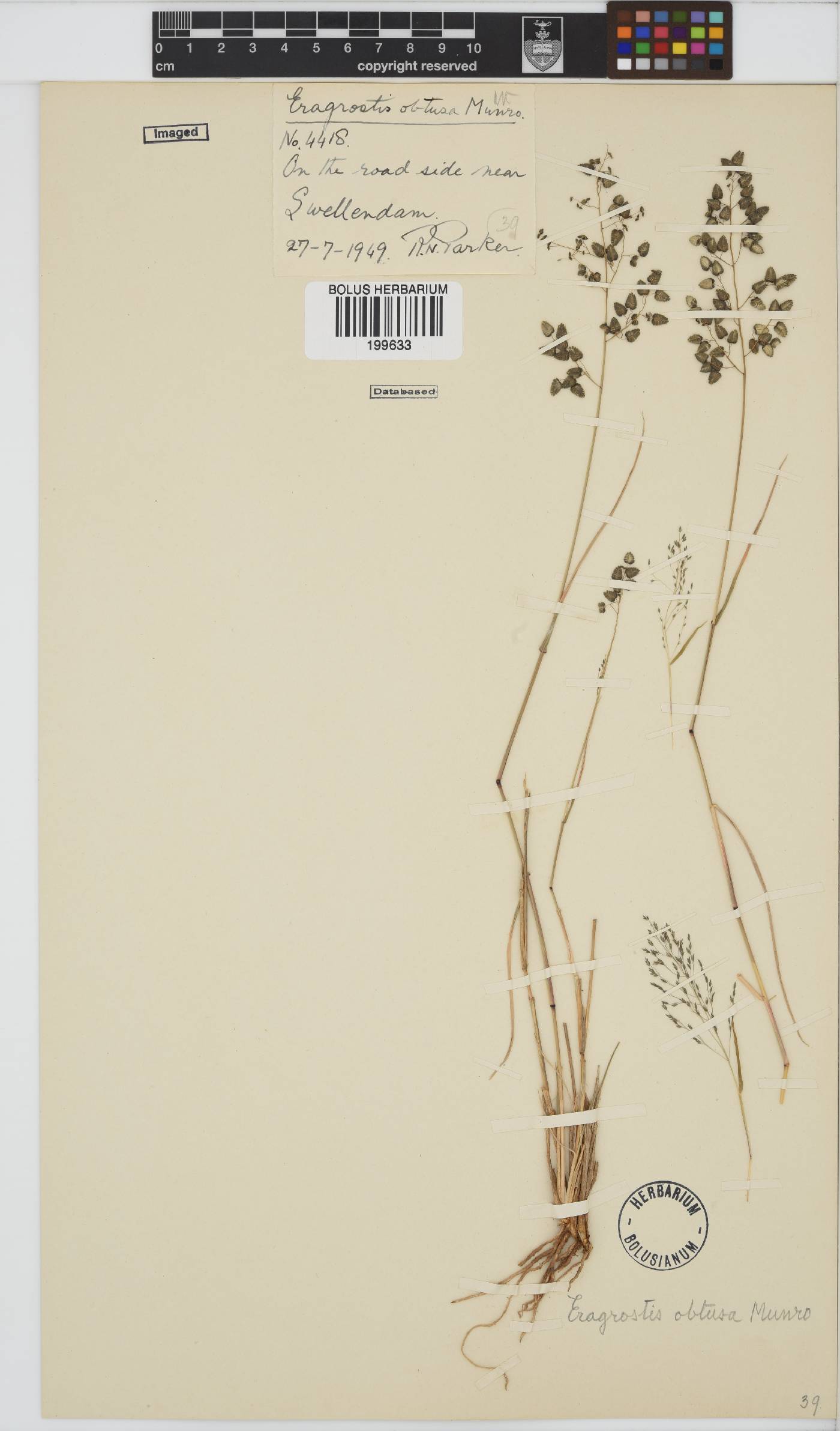 Eragrostis obtusa image