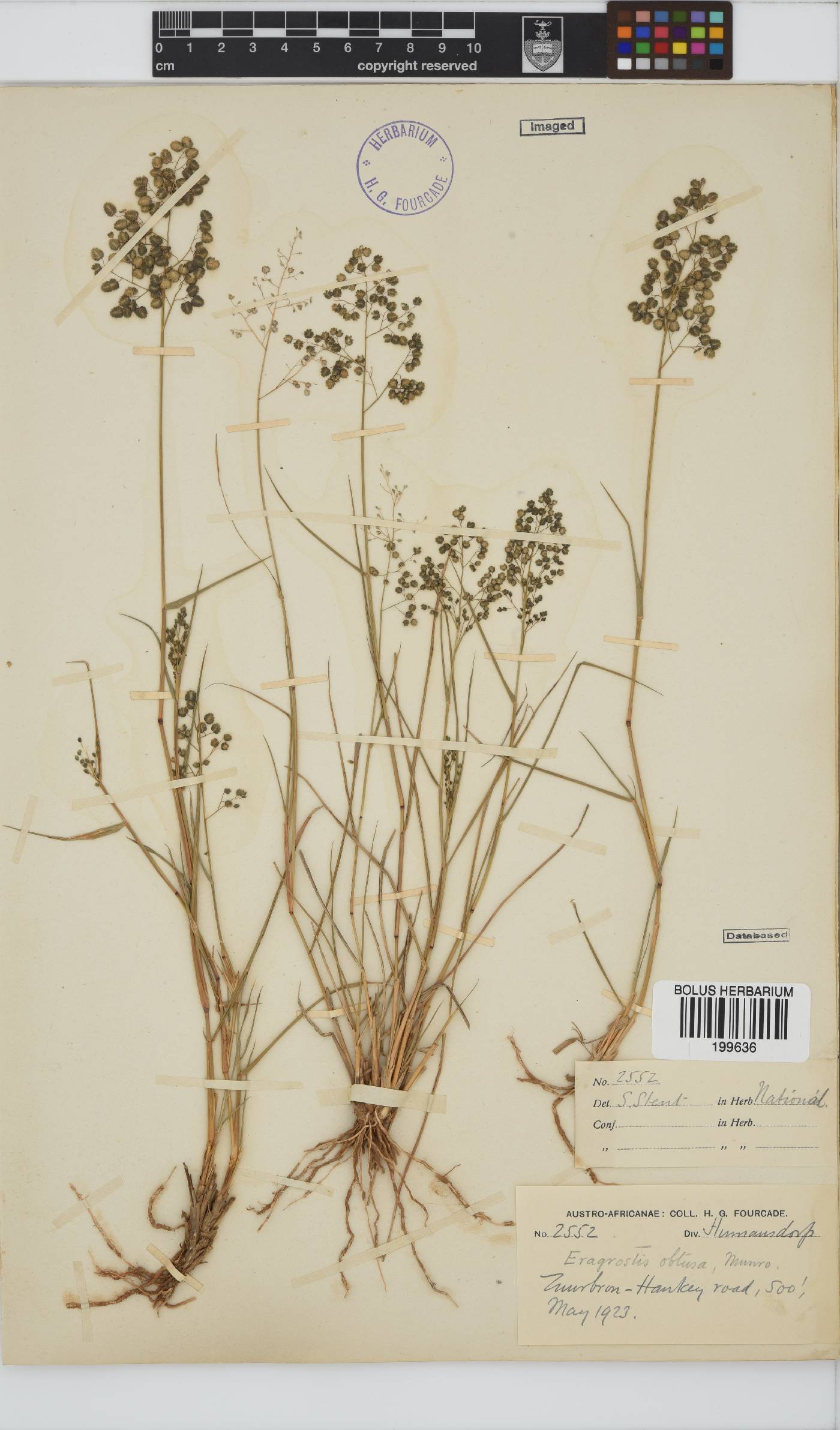 Eragrostis obtusa image
