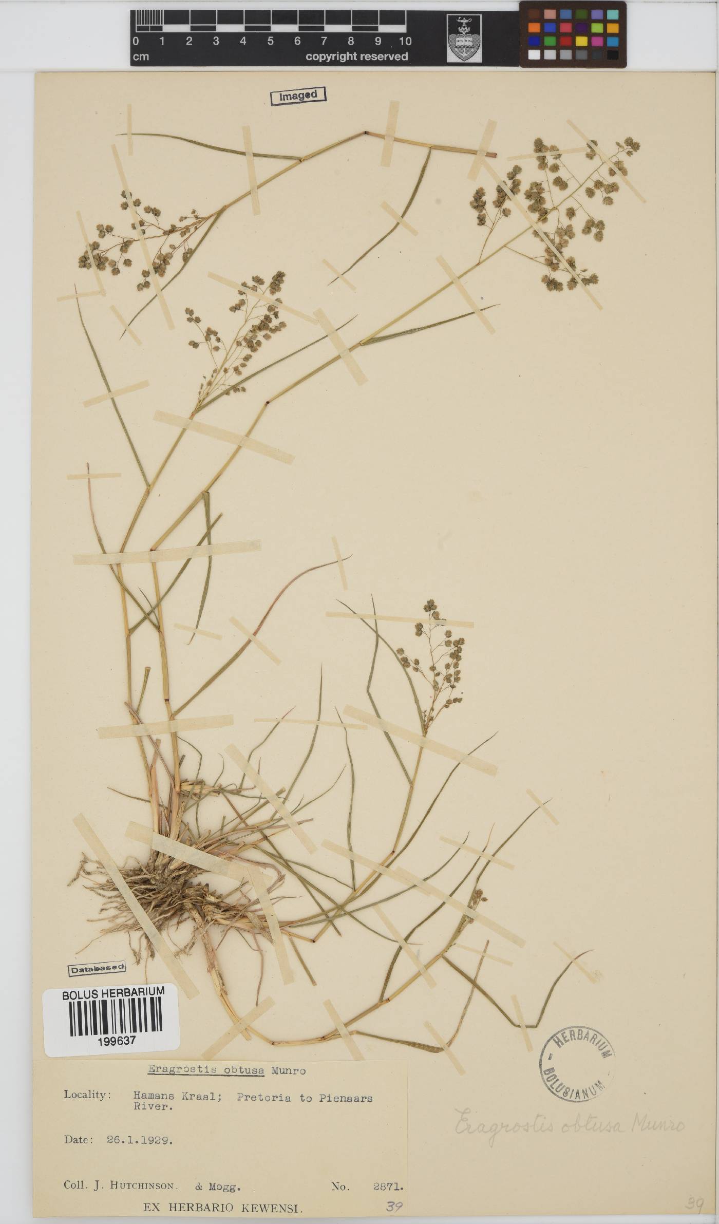 Eragrostis obtusa image