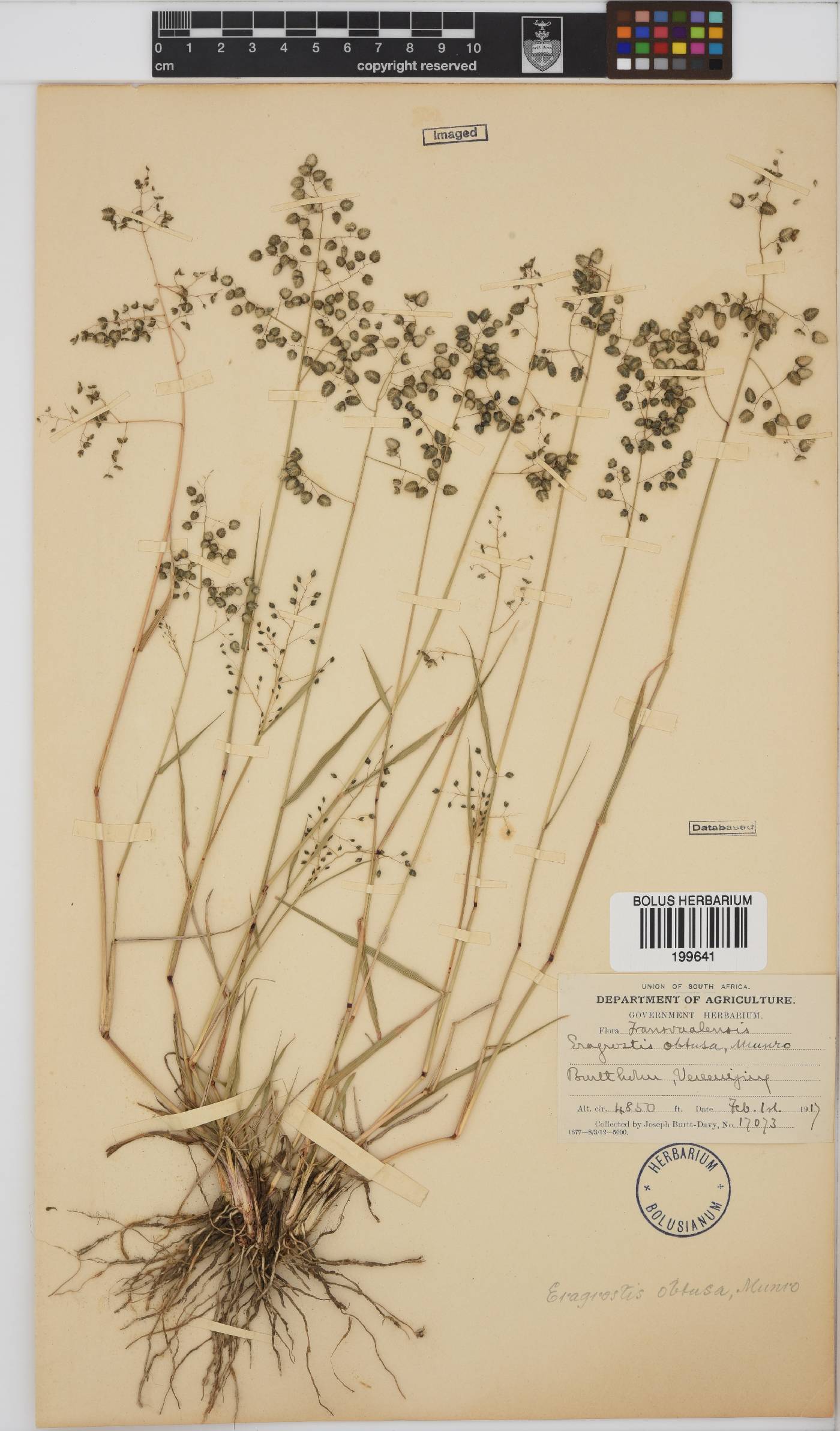 Eragrostis obtusa image