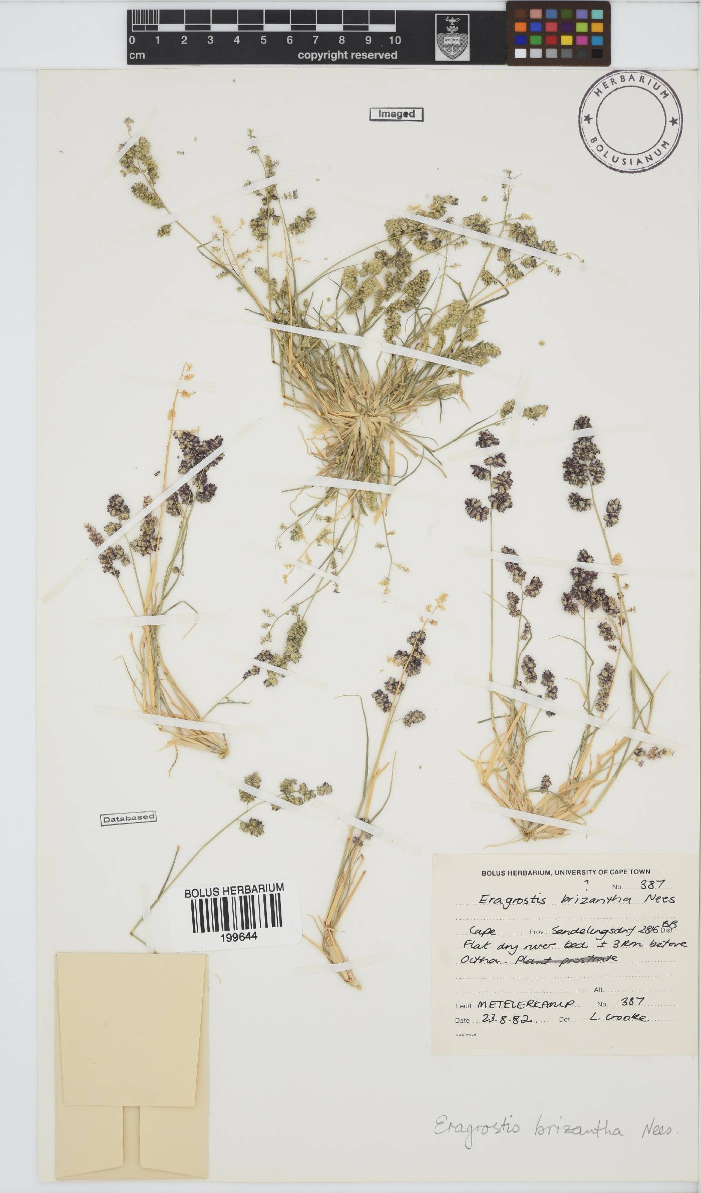 Eragrostis brizantha image