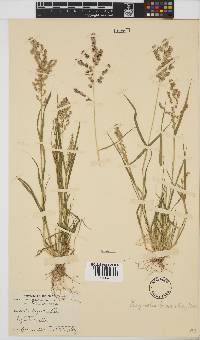 Eragrostis brizantha image