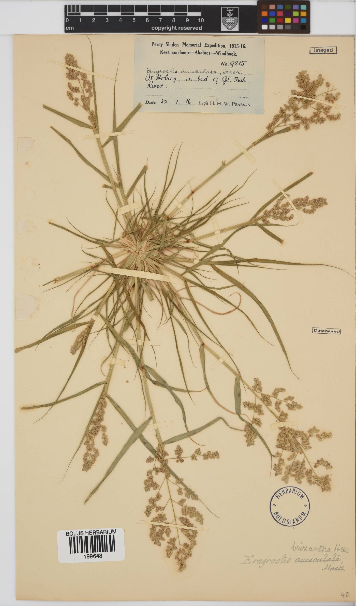 Eragrostis brizantha image