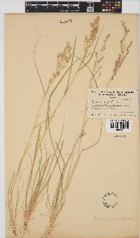 Eragrostis brizantha image