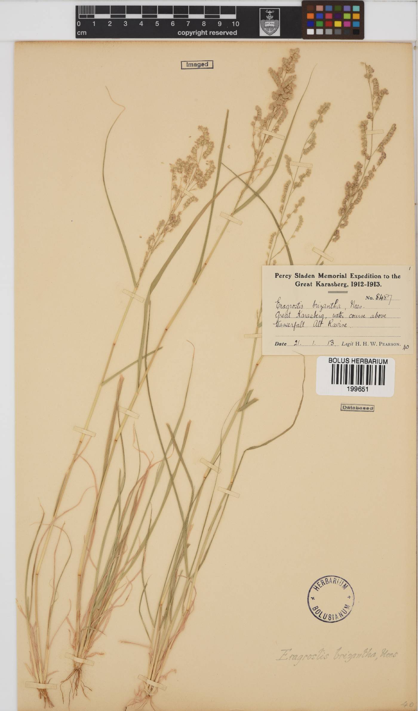 Eragrostis brizantha image