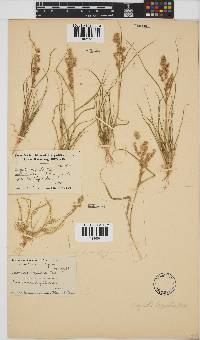 Eragrostis brizantha image