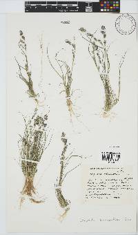 Eragrostis brizantha image