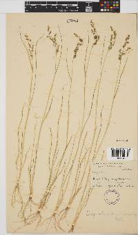 Eragrostis echinochloidea image