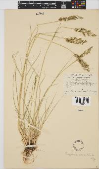 Eragrostis echinochloidea image