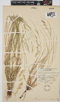 Eragrostis echinochloidea image