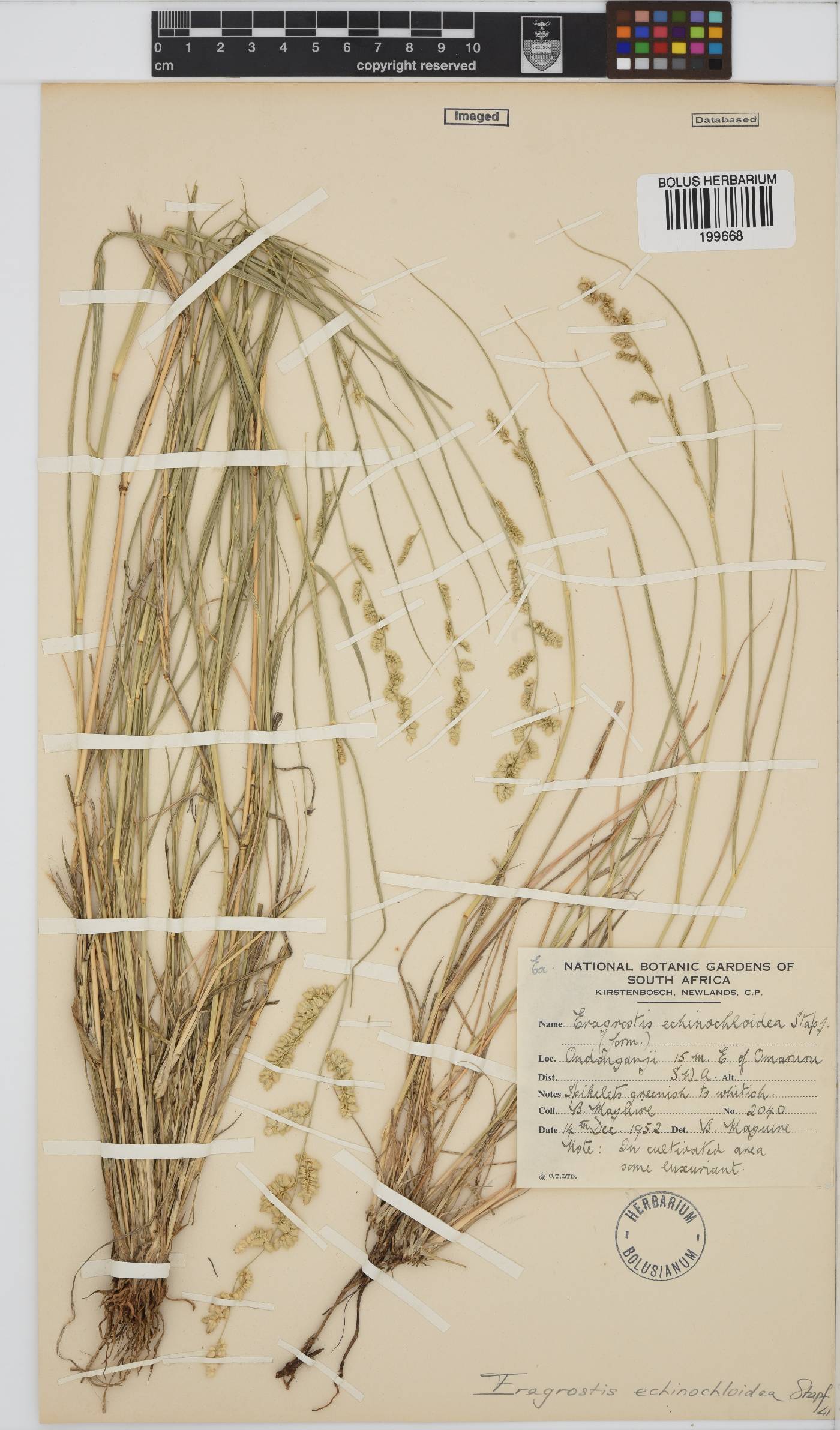 Eragrostis echinochloidea image