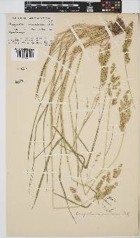 Eragrostis echinochloidea image