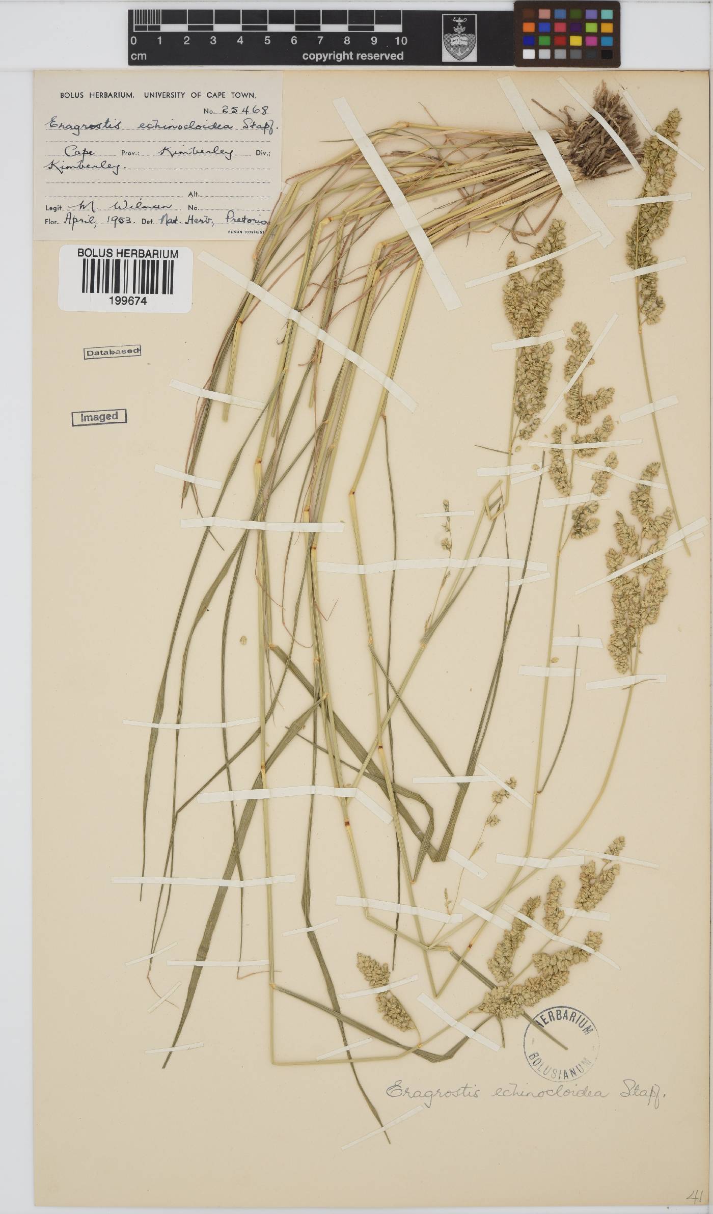 Eragrostis echinochloidea image