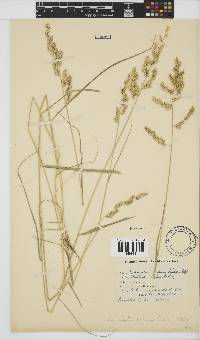 Eragrostis echinochloidea image