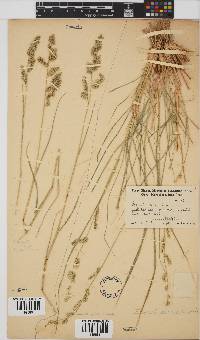 Eragrostis echinochloidea image