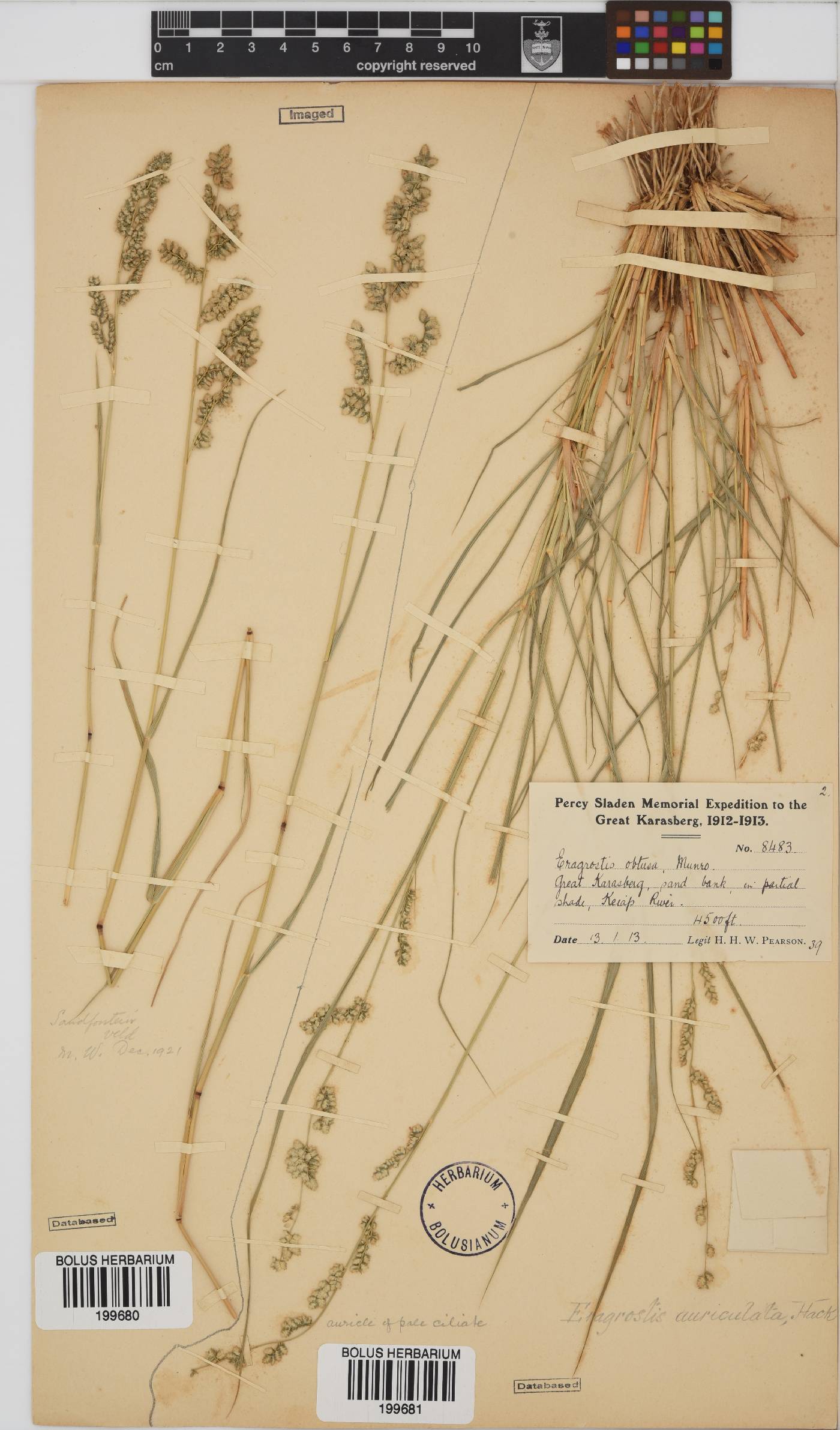 Eragrostis echinochloidea image