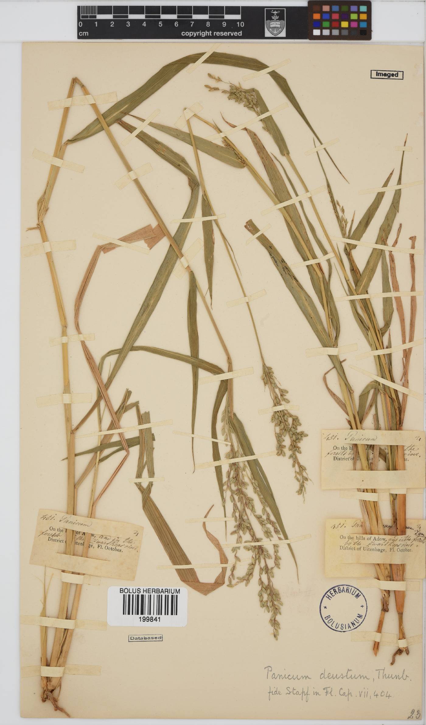 Panicum deustum image