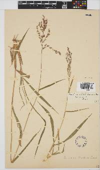 Panicum deustum image