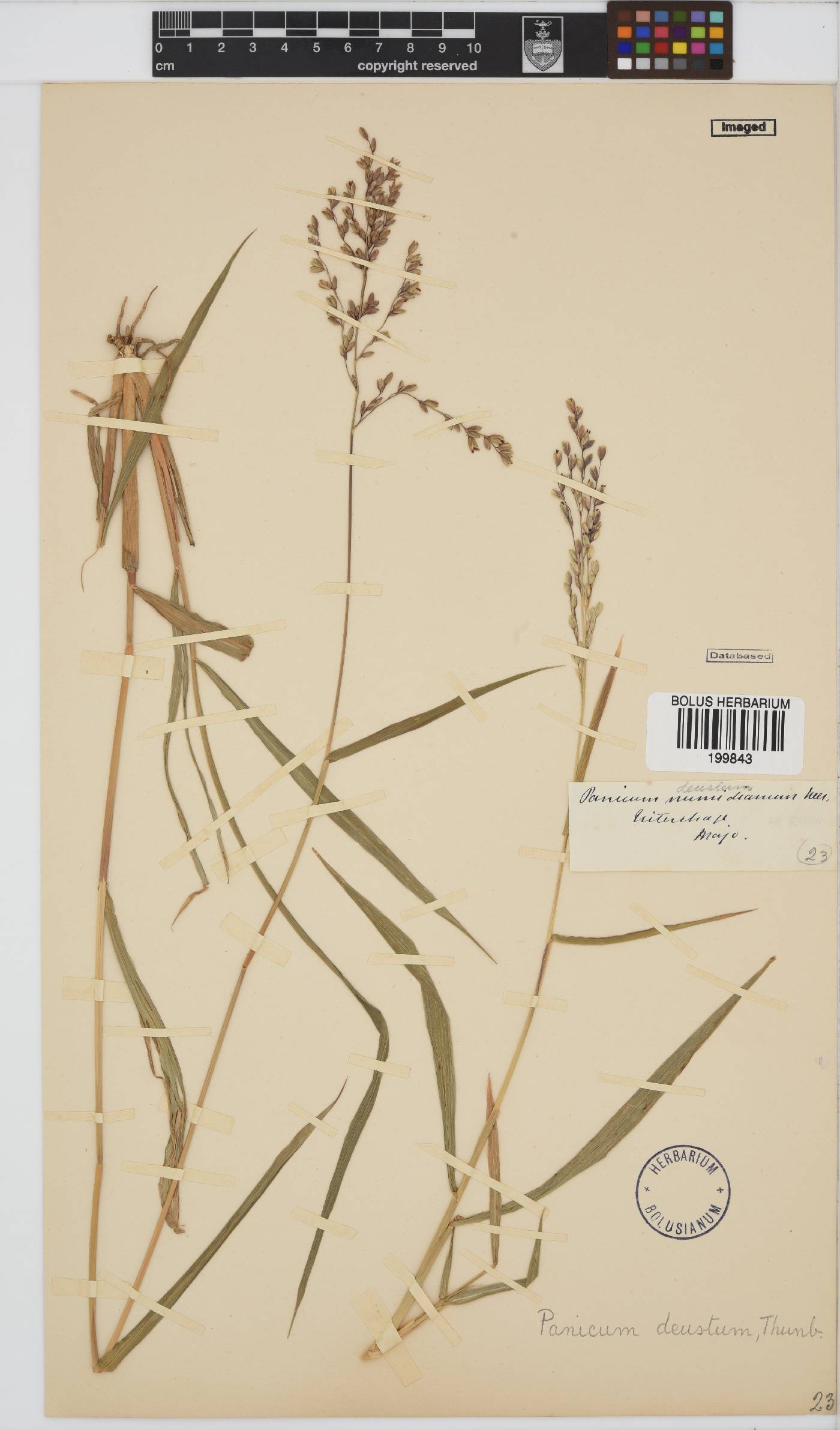 Panicum deustum image