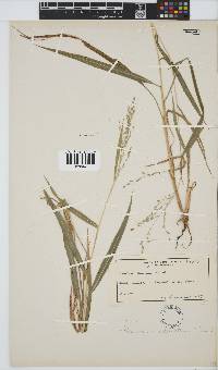 Panicum deustum image