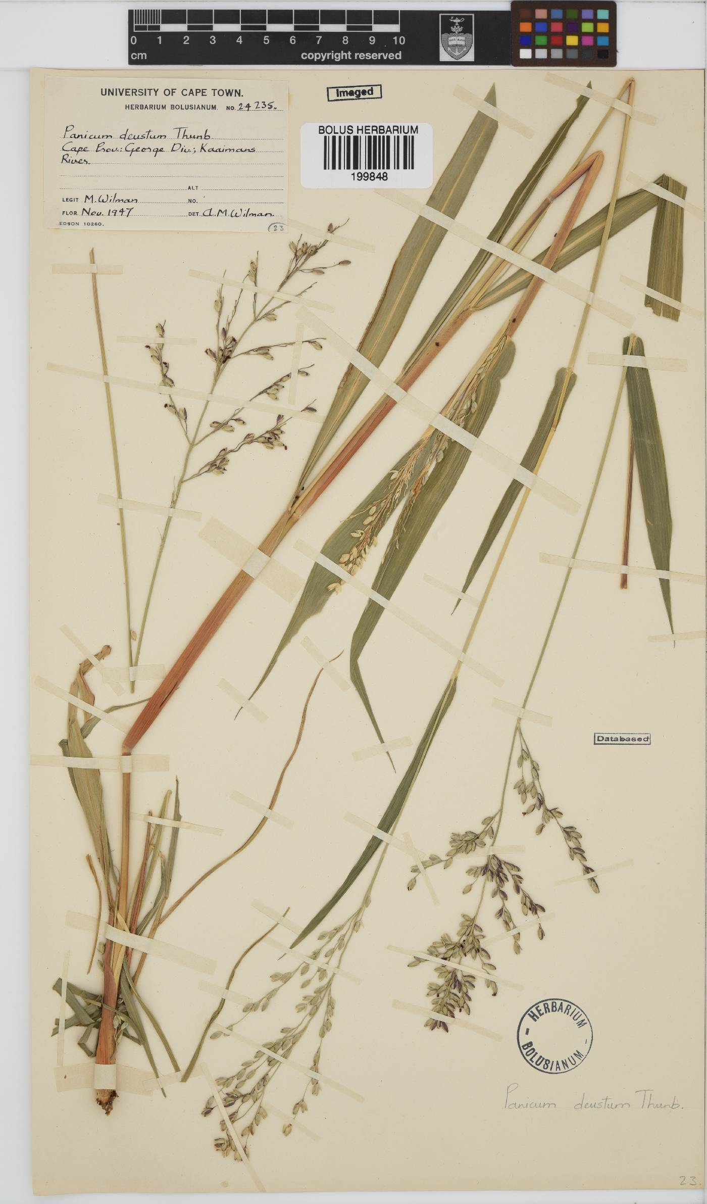Panicum deustum image