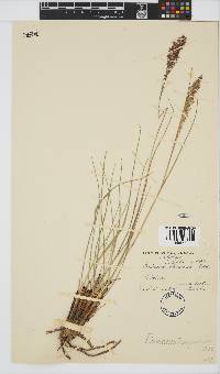 Panicum dregeanum image