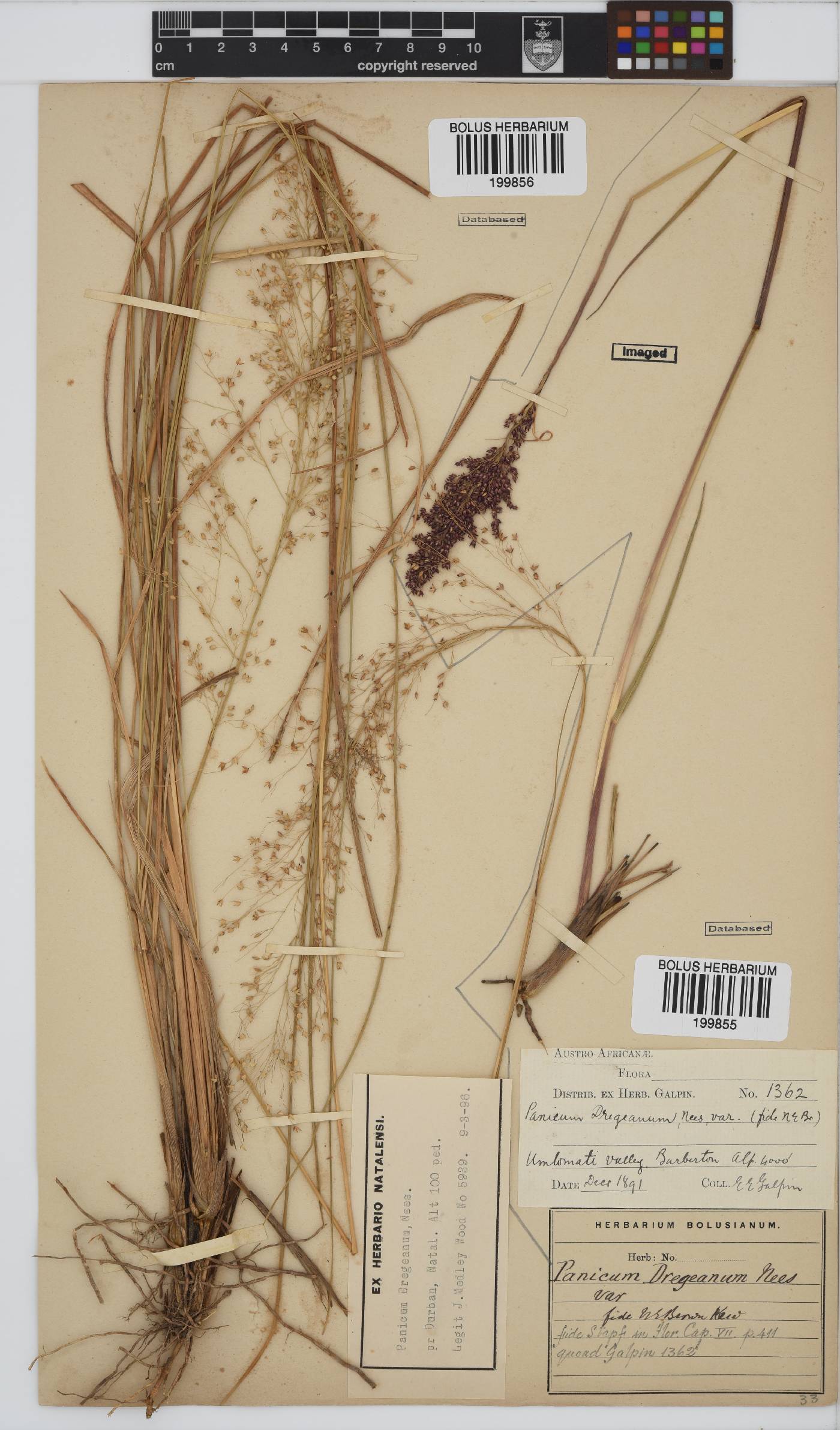 Panicum dregeanum image