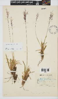 Panicum ecklonii image