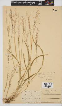 Panicum ecklonii image