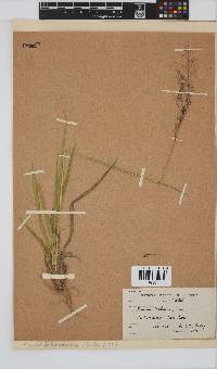 Panicum ecklonii image