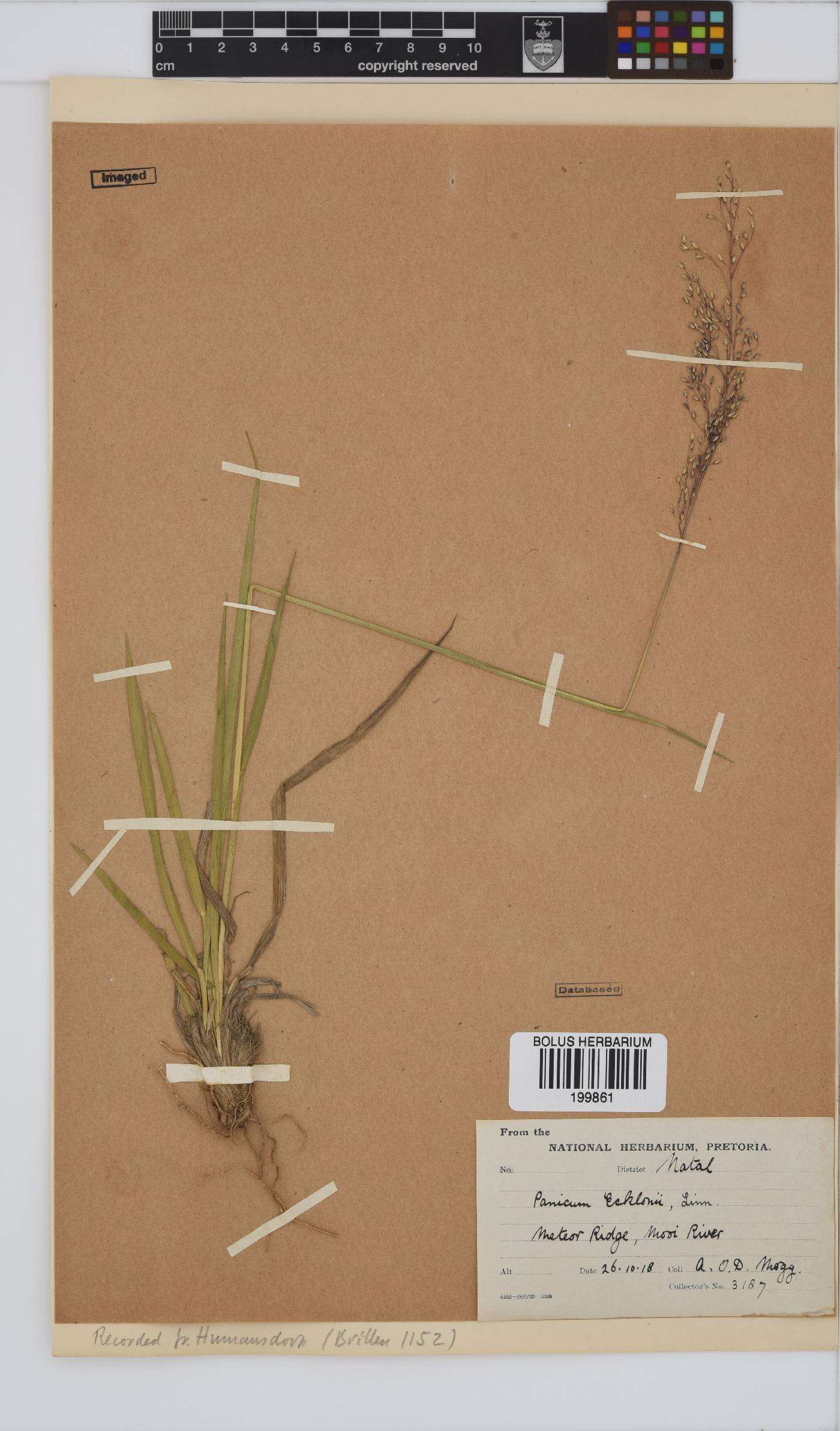 Panicum ecklonii image