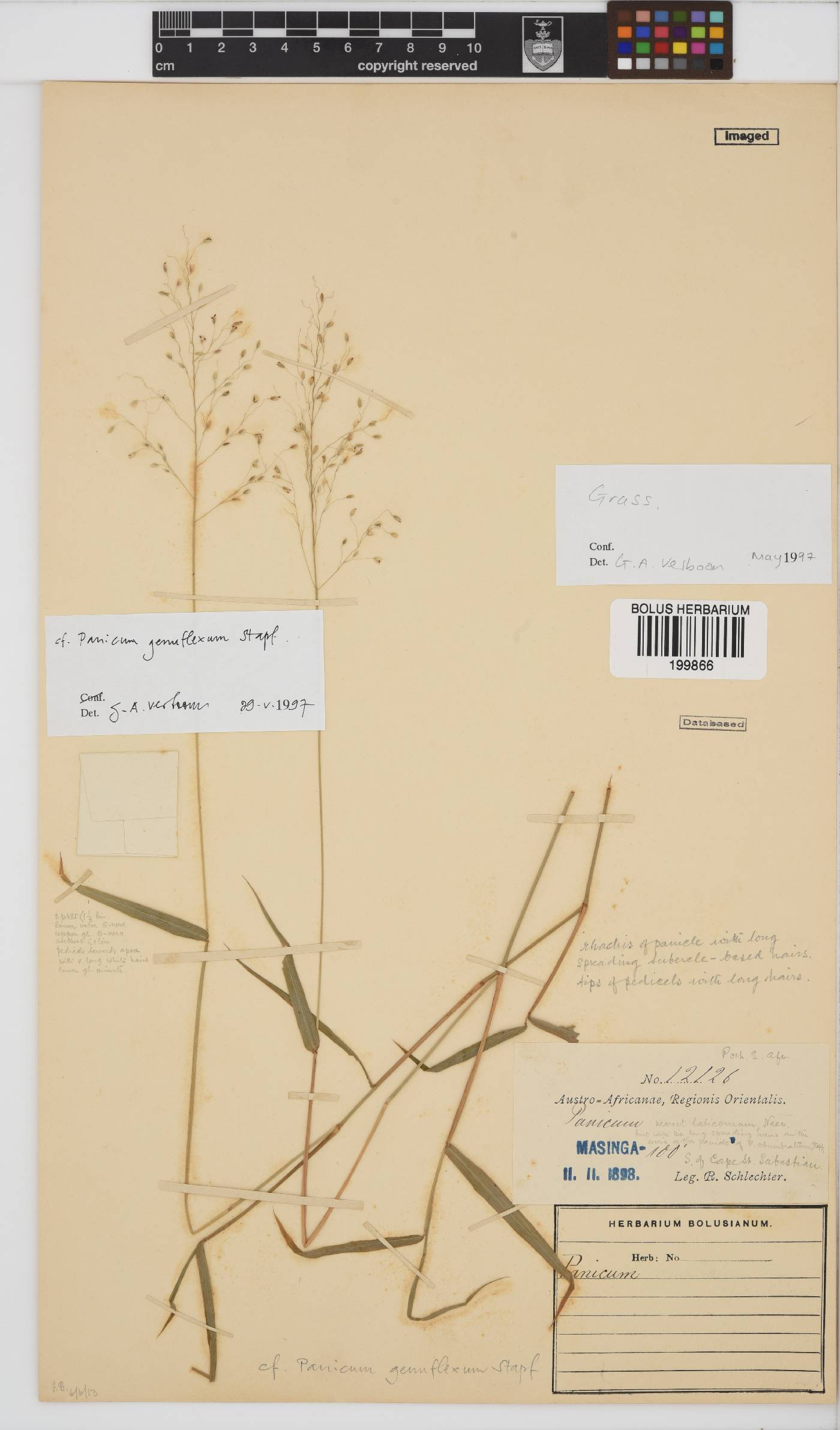 Panicum genuflexum image